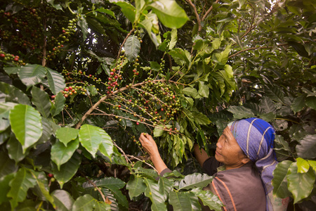 coffee Harvest and earning at the coffee plantation at the town of Mae Salong north of the city Chiang Rai in North Thailand.のeditorial素材