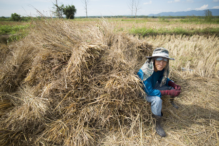 rice farmer at the earning of rice on a ricefield in the north of the city Chiang Rai in North Thailand.のeditorial素材