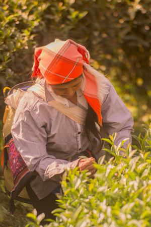 tea Harvest and earning at the tea plantation at the town of Mae Salong north of the city Chiang Rai in North Thailand.のeditorial素材