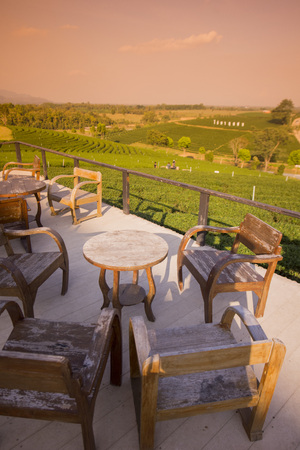 the tea plantation of Choui Fong Tea at the town of Mae Chan north of the city Chiang Rai in North Thailand.のeditorial素材