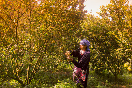amandarine or orange plantation near the city of Chiang Rai in North Thailand.のeditorial素材