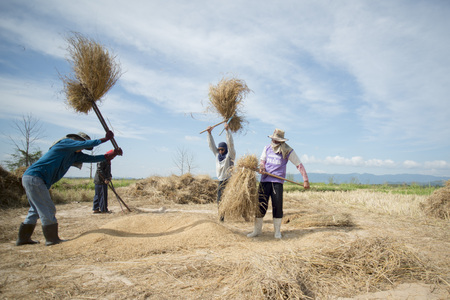 rice farmer at the earning of rice on a ricefield in the north of the city Chiang Rai in North Thailand.のeditorial素材