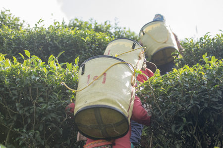 tea Harvest and earning at the tea plantation at the town of Mae Salong north of the city Chiang Rai in North Thailand.のeditorial素材