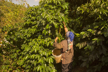 coffee Harvest and earning at the coffee plantation at the town of Mae Salong north of the city Chiang Rai in North Thailand.のeditorial素材