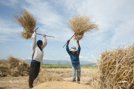 rice farmer at the earning of rice on a ricefield in the north of the city Chiang Rai in North Thailand.のeditorial素材
