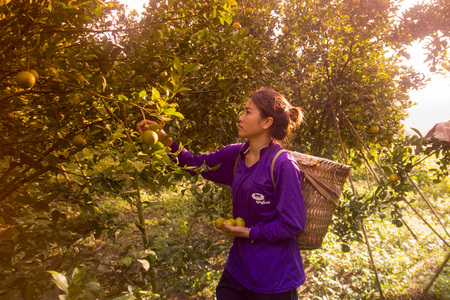 amandarine or orange plantation near the city of Chiang Rai in North Thailand.のeditorial素材