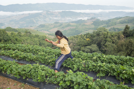 a strawberry plantation in the Chiang Rai Province in North Thailand.のeditorial素材