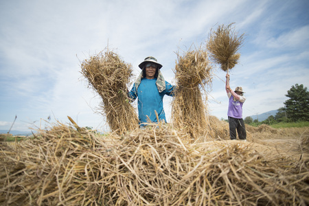 rice farmer at the earning of rice on a ricefield in the north of the city Chiang Rai in North Thailand.のeditorial素材