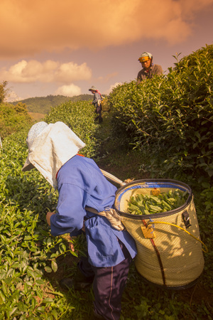 tea Harvest and earning at the tea plantation at the town of Mae Salong north of the city Chiang Rai in North Thailand.のeditorial素材
