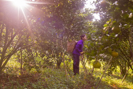 amandarine or orange plantation near the city of Chiang Rai in North Thailand.のeditorial素材