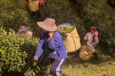 tea Harvest and earning at the tea plantation at the town of Mae Salong north of the city Chiang Rai in North Thailand.のeditorial素材
