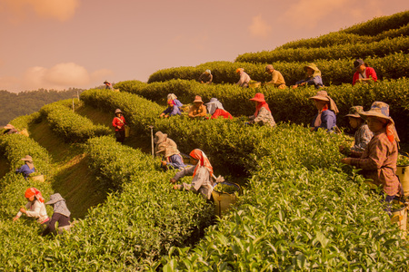 tea Harvest and earning at the tea plantation at the town of Mae Salong north of the city Chiang Rai in North Thailand.のeditorial素材