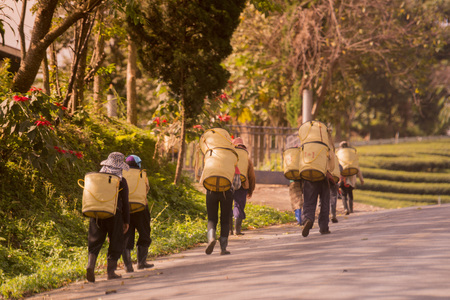 tea Harvest and earning at the tea plantation at the town of Mae Salong north of the city Chiang Rai in North Thailand.のeditorial素材