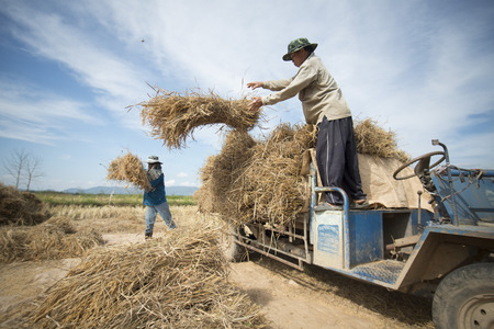 rice farmer at the earning of rice on a ricefield in the north of the city Chiang Rai in North Thailand.のeditorial素材