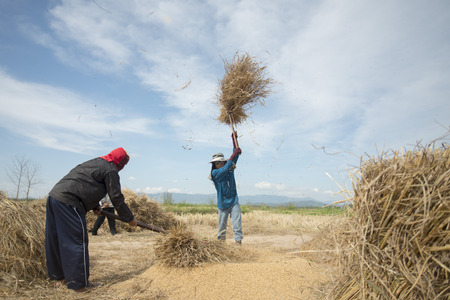 rice farmer at the earning of rice on a ricefield in the north of the city Chiang Rai in North Thailand.のeditorial素材