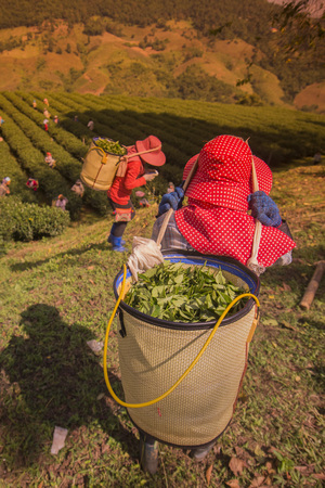 tea Harvest and earning at the tea plantation at the town of Mae Salong north of the city Chiang Rai in North Thailand.のeditorial素材