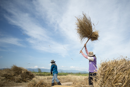 rice farmer at the earning of rice on a ricefield in the north of the city Chiang Rai in North Thailand.のeditorial素材
