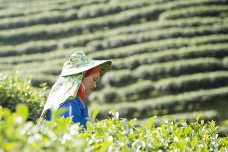 tea Harvest and earning at the tea plantation at the town of Mae Salong north of the city Chiang Rai in North Thailand.のeditorial素材