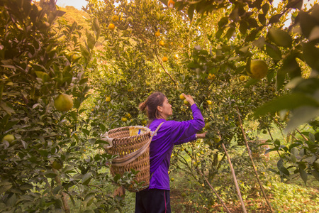 amandarine or orange plantation near the city of Chiang Rai in North Thailand.のeditorial素材