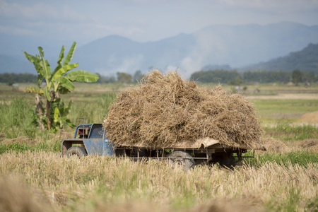 rice farmer at the earning of rice on a ricefield in the north of the city Chiang Rai in North Thailand.のeditorial素材