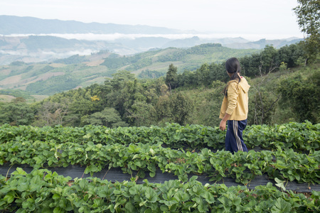 a strawberry plantation in the Chiang Rai Province in North Thailand.のeditorial素材