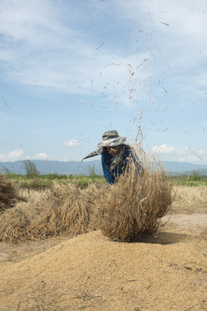rice farmer at the earning of rice on a ricefield in the north of the city Chiang Rai in North Thailand.のeditorial素材