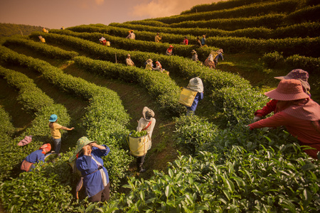 tea Harvest and earning at the tea plantation at the town of Mae Salong north of the city Chiang Rai in North Thailand.のeditorial素材