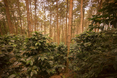 a coffee plantation near Doi Tung north of the city of Chiang Rai in North Thailand.の写真素材
