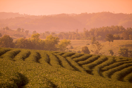 the tea plantation of Choui Fong Tea at the town of Mae Chan north of the city Chiang Rai in North...