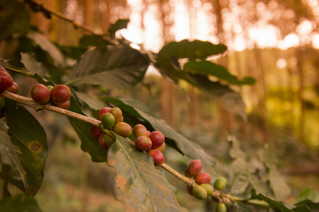 a coffee plantation near Doi Tung north of the city of Chiang Rai in North Thailand.の写真素材