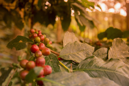 a coffee plantation near Doi Tung north of the city of Chiang Rai in North Thailand.の写真素材