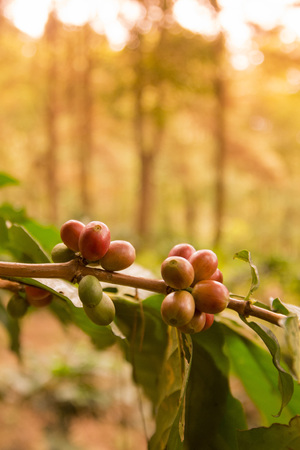 a coffee plantation near Doi Tung north of the city of Chiang Rai in North Thailand.の写真素材