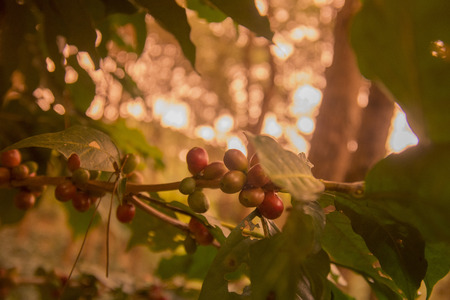 a coffee plantation near Doi Tung north of the city of Chiang Rai in North Thailand.の写真素材