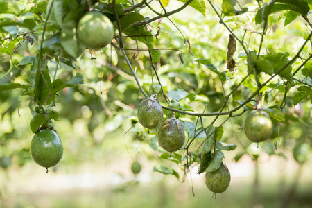 a passion fruit plantation near the city of Chiang Rai in North Thailand.の写真素材