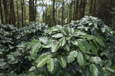 a coffee plantation near Doi Tung north of the city of Chiang Rai in North Thailand.の写真素材