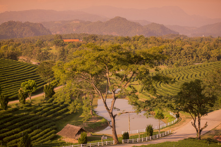 the tea plantation of Choui Fong Tea at the town of Mae Chan north of the city Chiang Rai in North Thailand.の写真素材