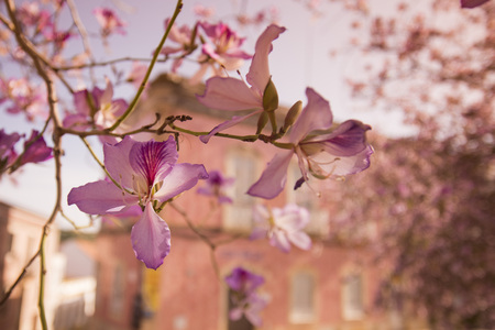 a old House in the old Town of Silves at the Algarve of Portugal in Europe.のeditorial素材