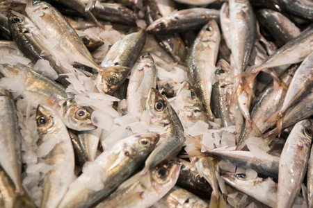 sardines fish at the markethall in the old town of Loule at the Algarve of Portugal in Europe.