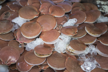 scallops at the fish market at the town of Ang Sila near Bang Saen in the Provinz Chonburi in Thailand.の写真素材