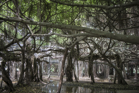 the mangrove Forest park of the Sai Ngam Bayan Tree in the Town of Phimai in the Provinz Nakhon Ratchasima in Isan in Thailand.  Thailand, Phimai, November, 2017の写真素材