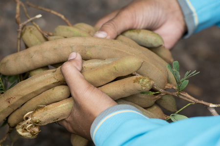 a women at a Tamarind tree at the wat khao Angkhan south of the city of Buriram in the province of Buri Ram in Isan in Northeast thailand.の写真素材