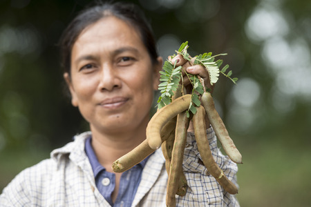 a women at a Tamarind tree at the wat khao Angkhan south of the city of Buriram in the province of Buri Ram in Isan in Northeast thailand.  Thailand, Buriram, November, 2017のeditorial素材