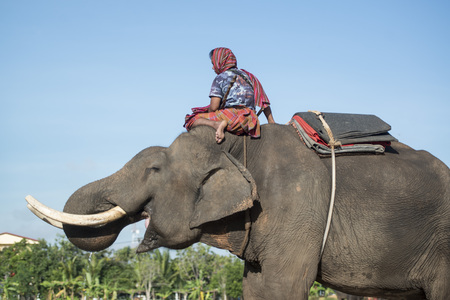 Elephant at the traditional Elephant Round Up Festival in the city of Surin in Isan in Thailand. Thailand, Isan, Surin, November, 2017のeditorial素材