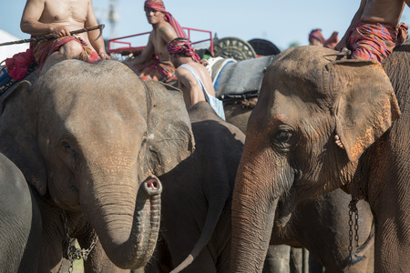 Elephants at the traditional Elephant Round Up Festival in the city of Surin in Isan in Thailand. Thailand, Isan, Surin, November, 2017のeditorial素材