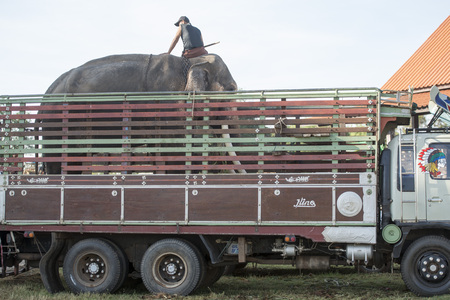 Elephants at the traditional Elephant Round Up Festival in the city of Surin in Isan in Thailand. Thailand, Isan, Surin, November, 2017のeditorial素材