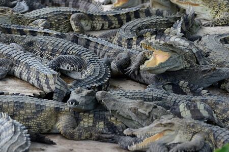 Crocodiles at a Crocodile Farm near the City of Siem Riep in the west of Cambodia. Cambodia, Siem Reap, April 2014のeditorial素材