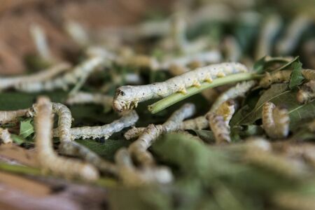 a silk production at the silk Island or Koh Dach near the city of Phnom Penh of Cambodia.  Cambodia, Phnom Penh, November, 2017,のeditorial素材