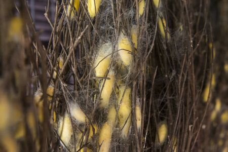 Silk Cocoon at a silk production at the silk Island or Koh Dach near the city of Phnom Penh of Cambodia.  Cambodia, Phnom Penh, November, 2017,のeditorial素材