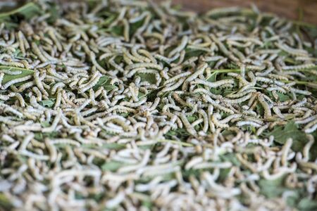 a silk production at the silk Island or Koh Dach near the city of Phnom Penh of Cambodia.  Cambodia, Phnom Penh, November, 2017,のeditorial素材