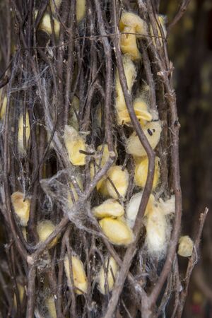Silk Cocoon at a silk production at the silk Island or Koh Dach near the city of Phnom Penh of Cambodia.  Cambodia, Phnom Penh, November, 2017,のeditorial素材